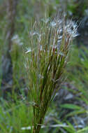 Plancia ëd Andropogon bicornis L.