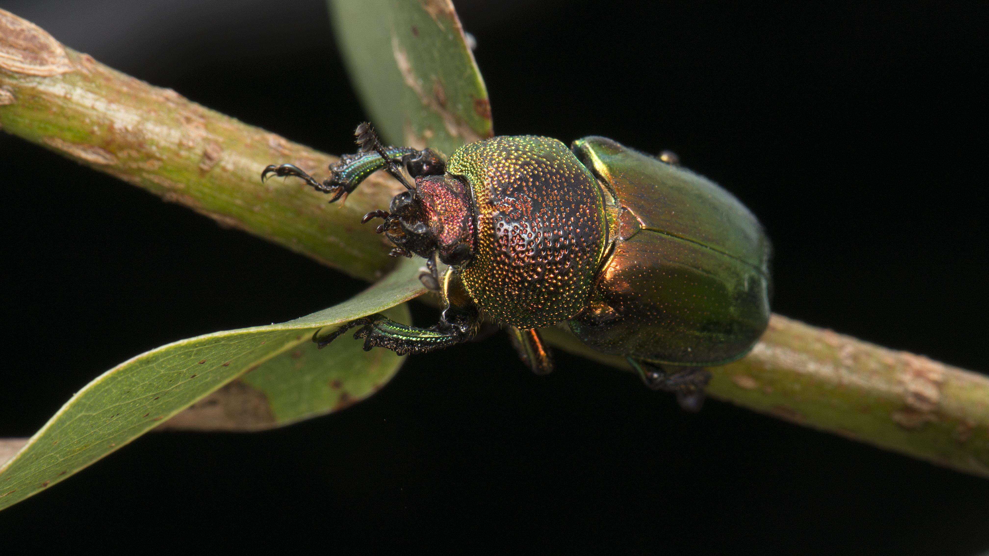 Plancia ëd Lamprima aurata Latreille 1817