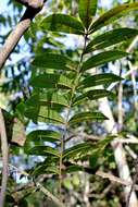 Image of Zanthoxylum rhoifolium Lam.