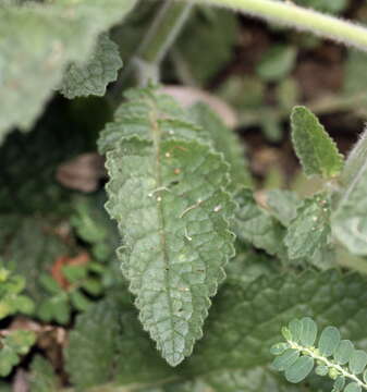 Image of Verbascum coromandelianum subsp. sinense (L.) D. Mc Kean