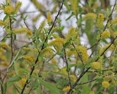 Image of coastal plain willow