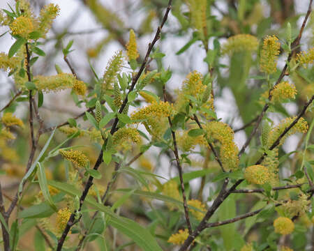 Image of coastal plain willow