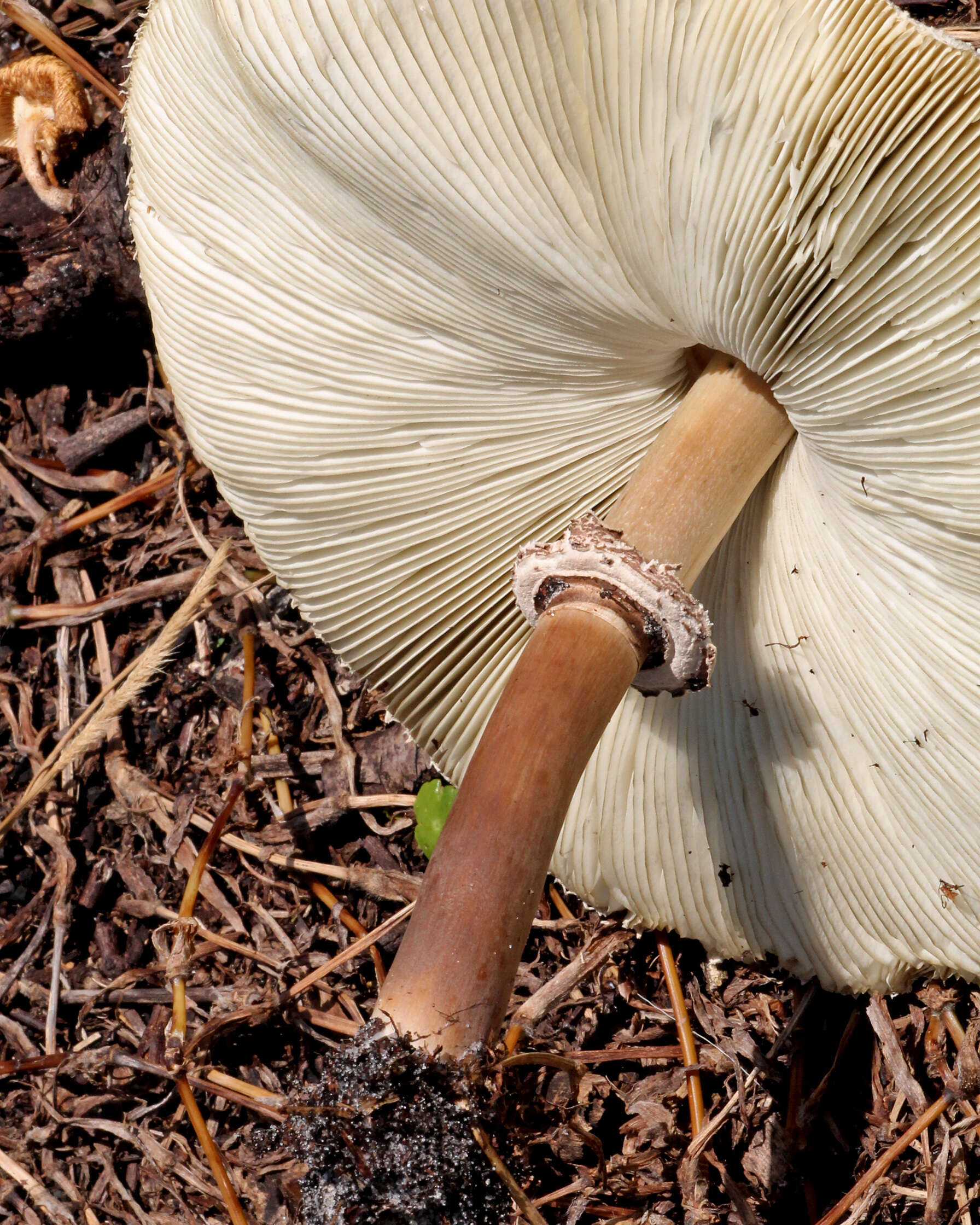 Chlorophyllum molybdites (G. Mey.) Massee ex P. Syd. 1900 resmi