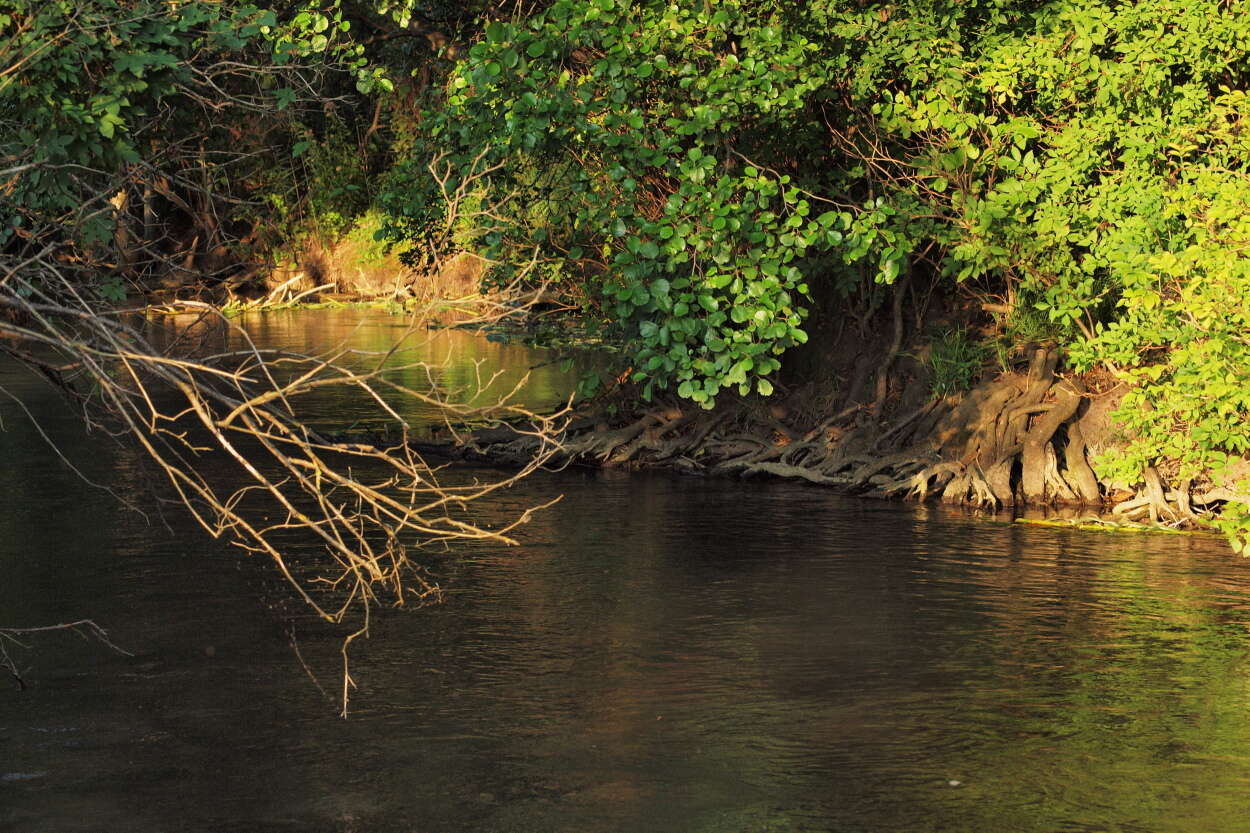 Image of European alder