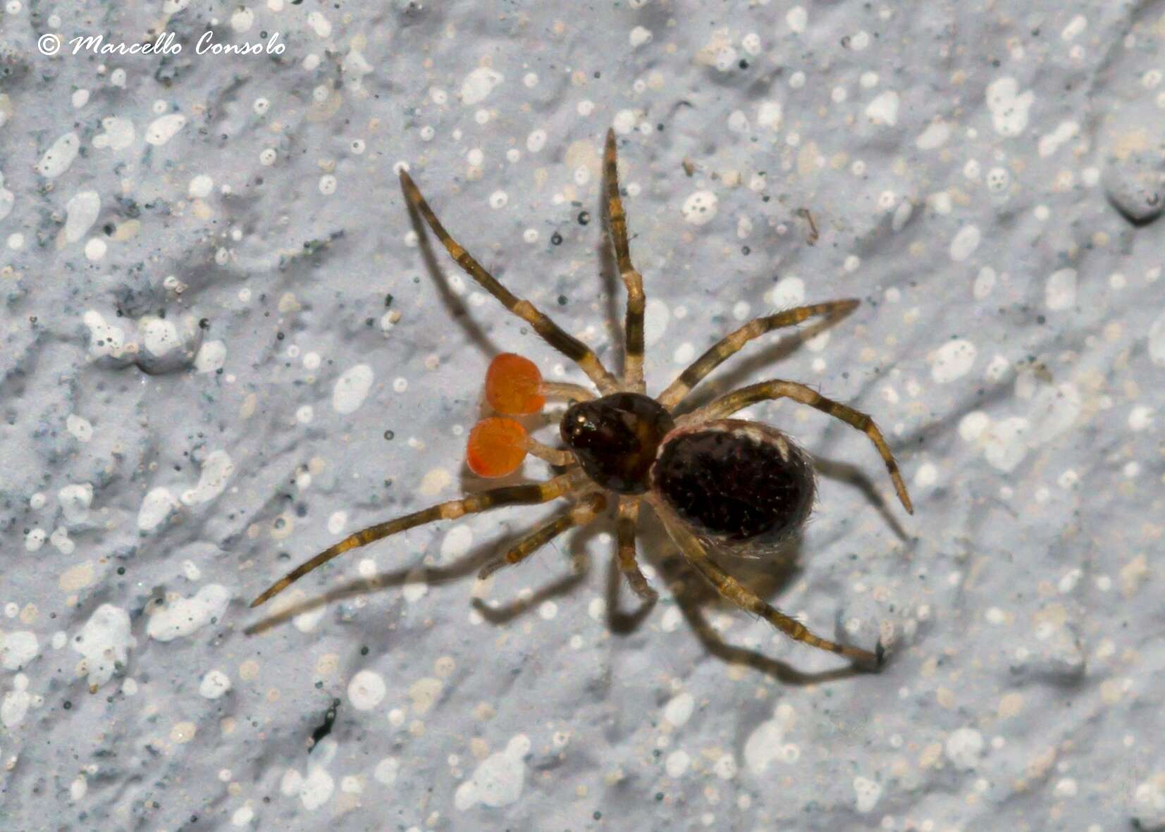 صورة Sardinidion