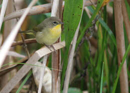 Geothlypis trichas (Linnaeus 1766) resmi