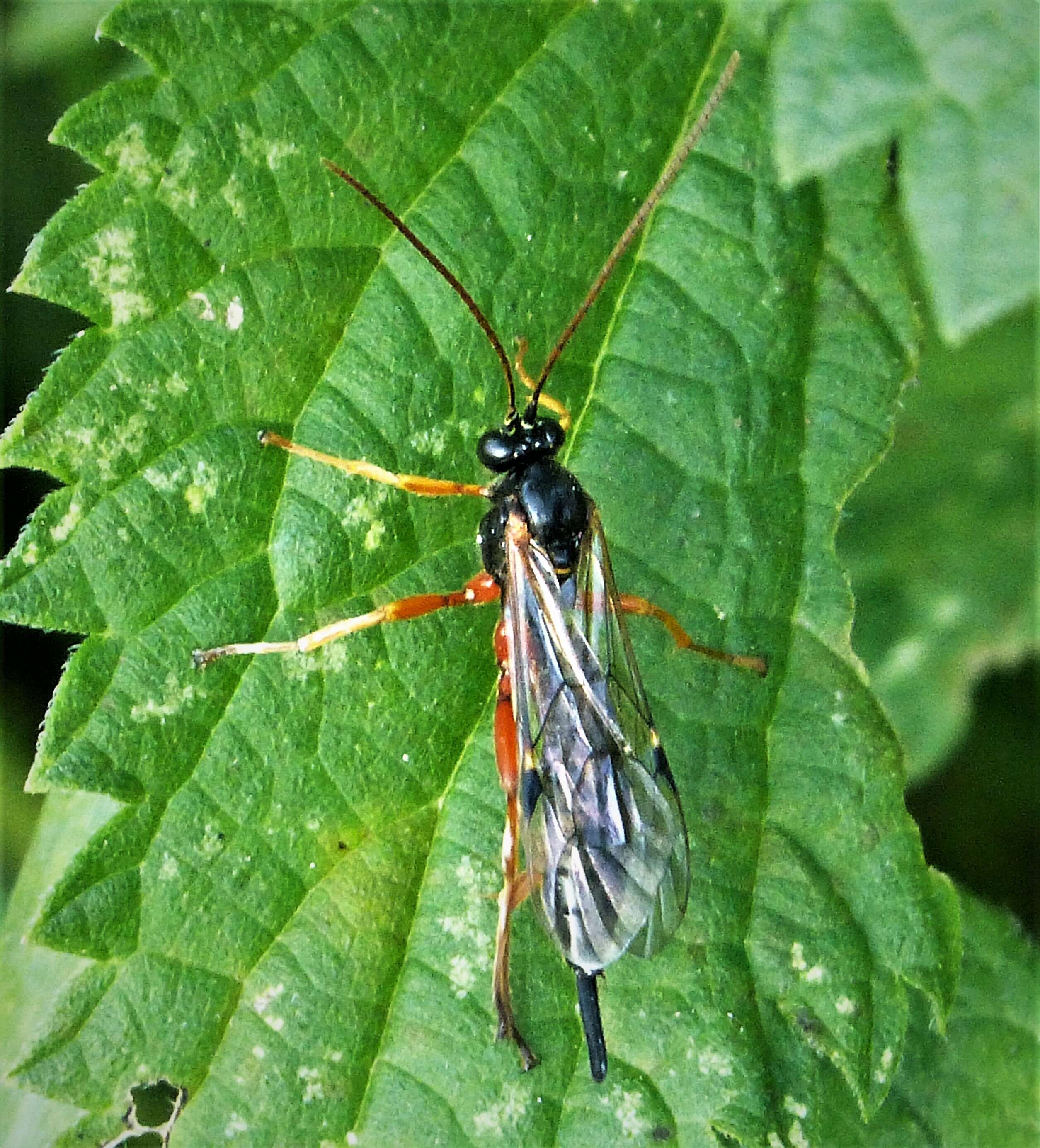 Image of Apechthis compunctor (Linnaeus 1758)