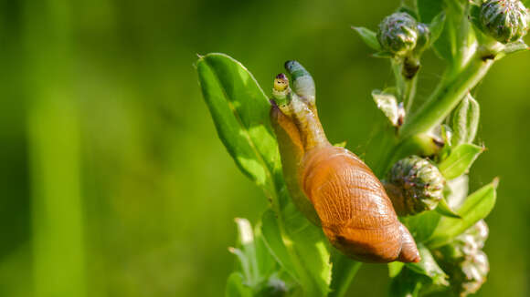 Image of amber snail