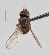 Image of <i>Aphanotrigonum norrbotticum</i> Nartshuk & Andersson 2013