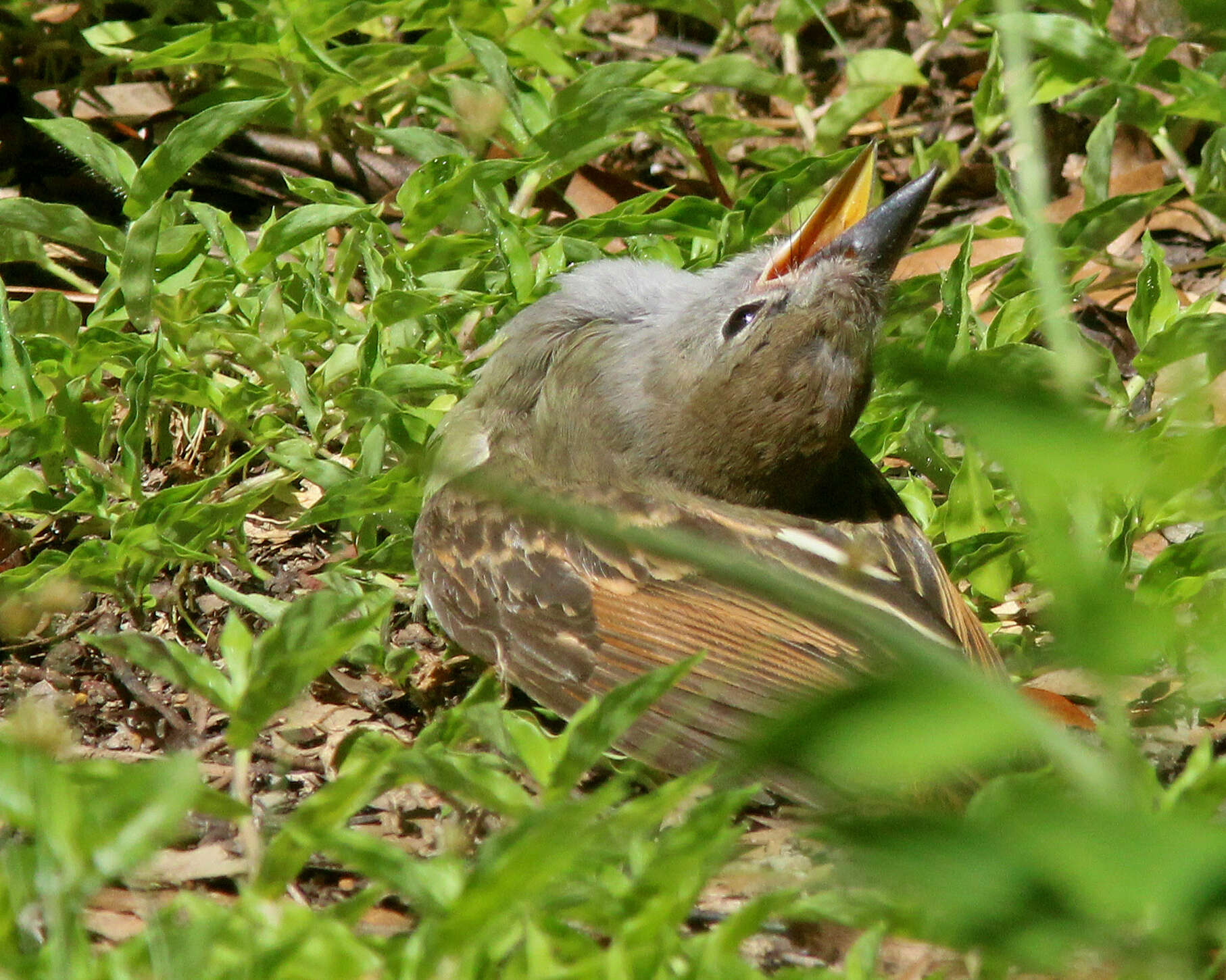 Imagem de Myiarchus crinitus (Linnaeus 1758)