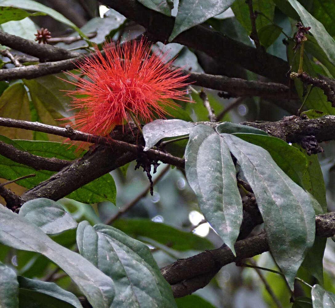 Imagem de Calliandra trinervia Benth.