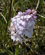 Image of Dactylorhiza fuchsii subsp. hebridensis (Wilmott) Soó