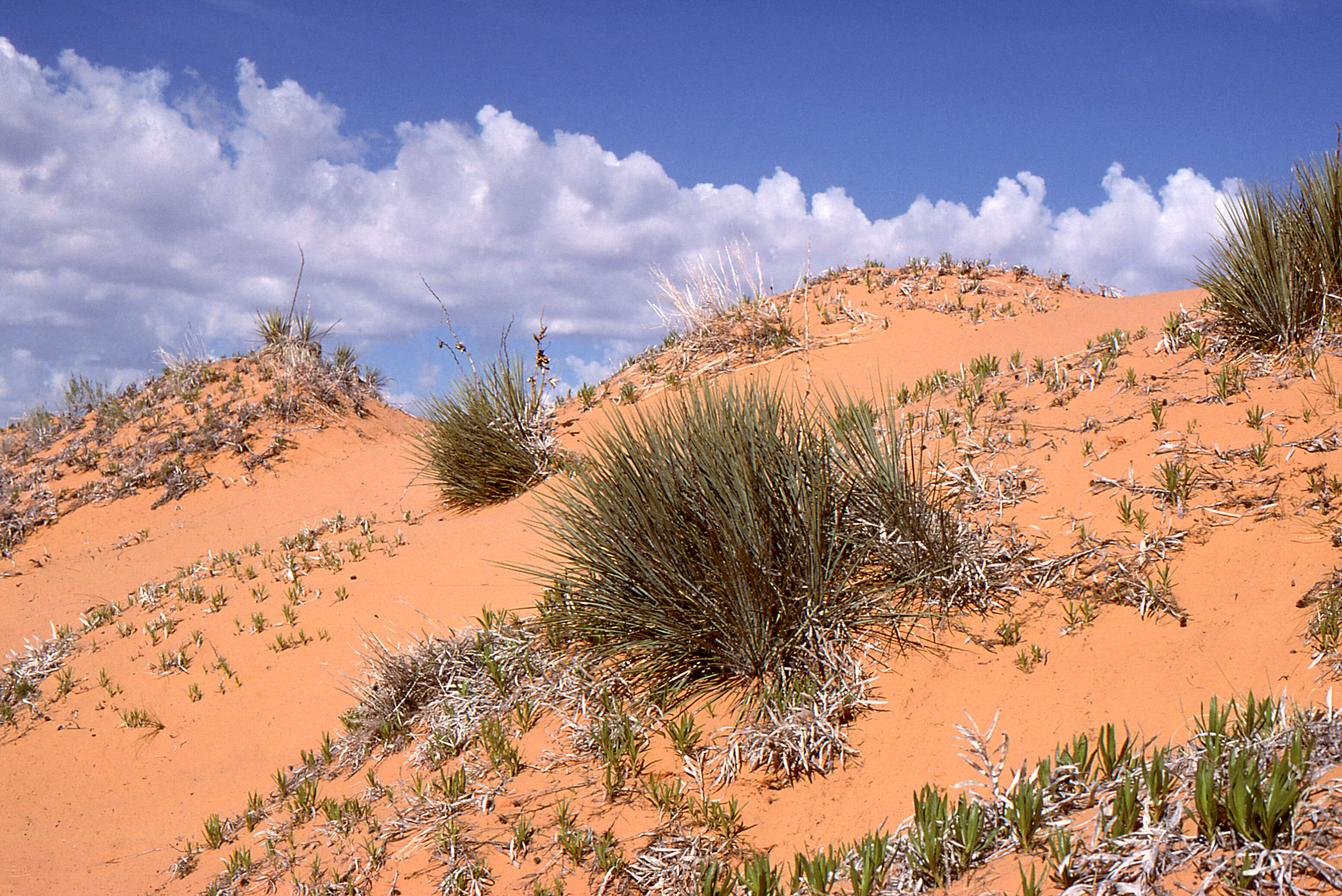 Image de Yucca angustissima var. kanabensis (McKelvey) Reveal