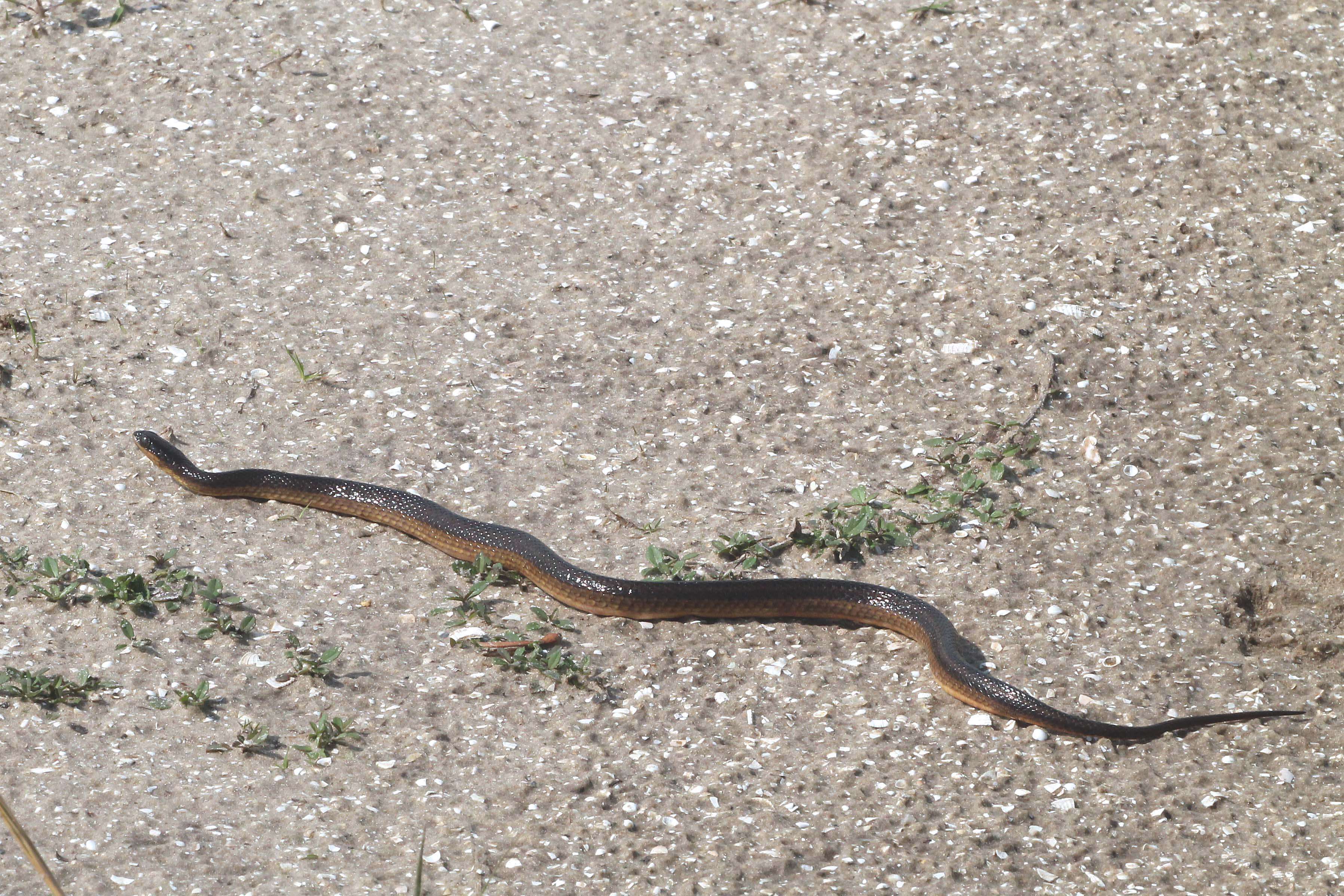 Image of Striped Crayfish Snake