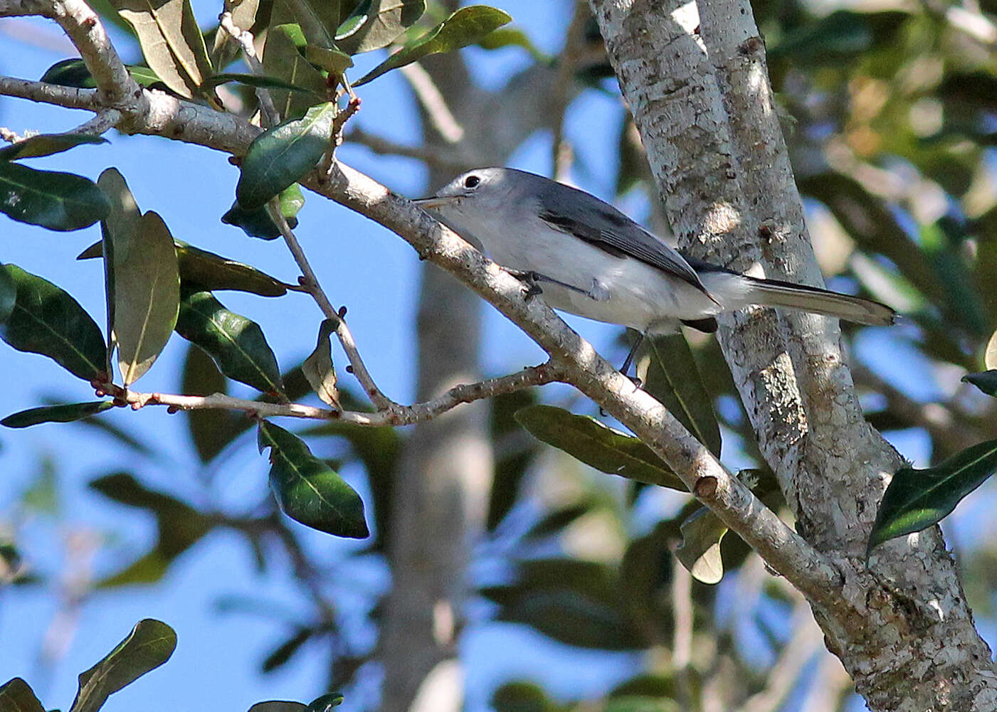 Image of Polioptila Sclater & PL 1855