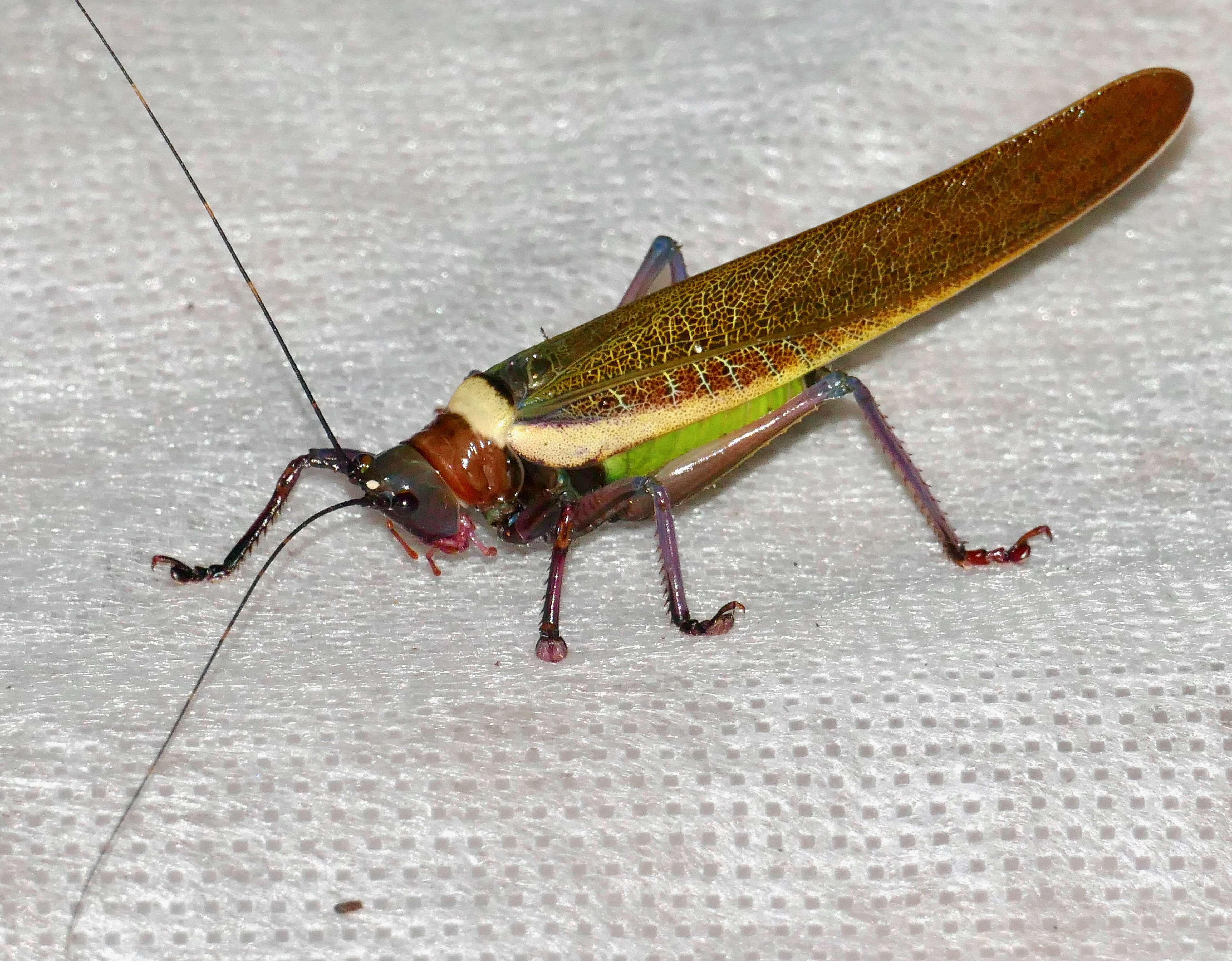 Image of Moncheca elegans (Giglio-Tos 1898)