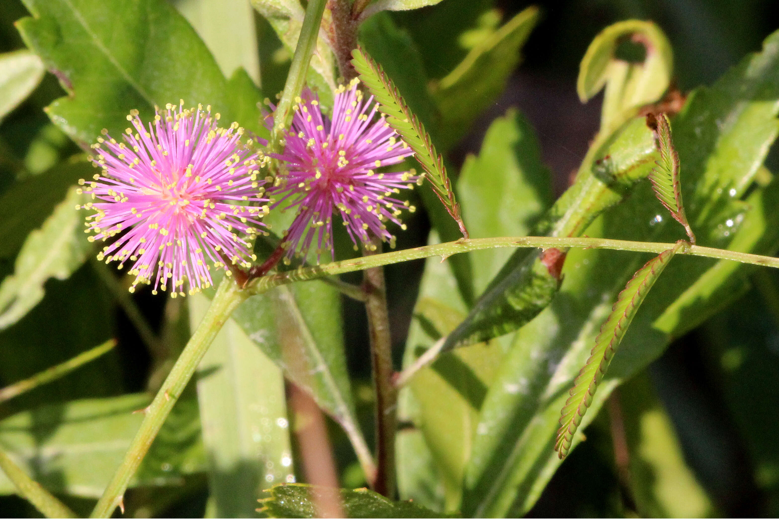 Image of fourvalve mimosa