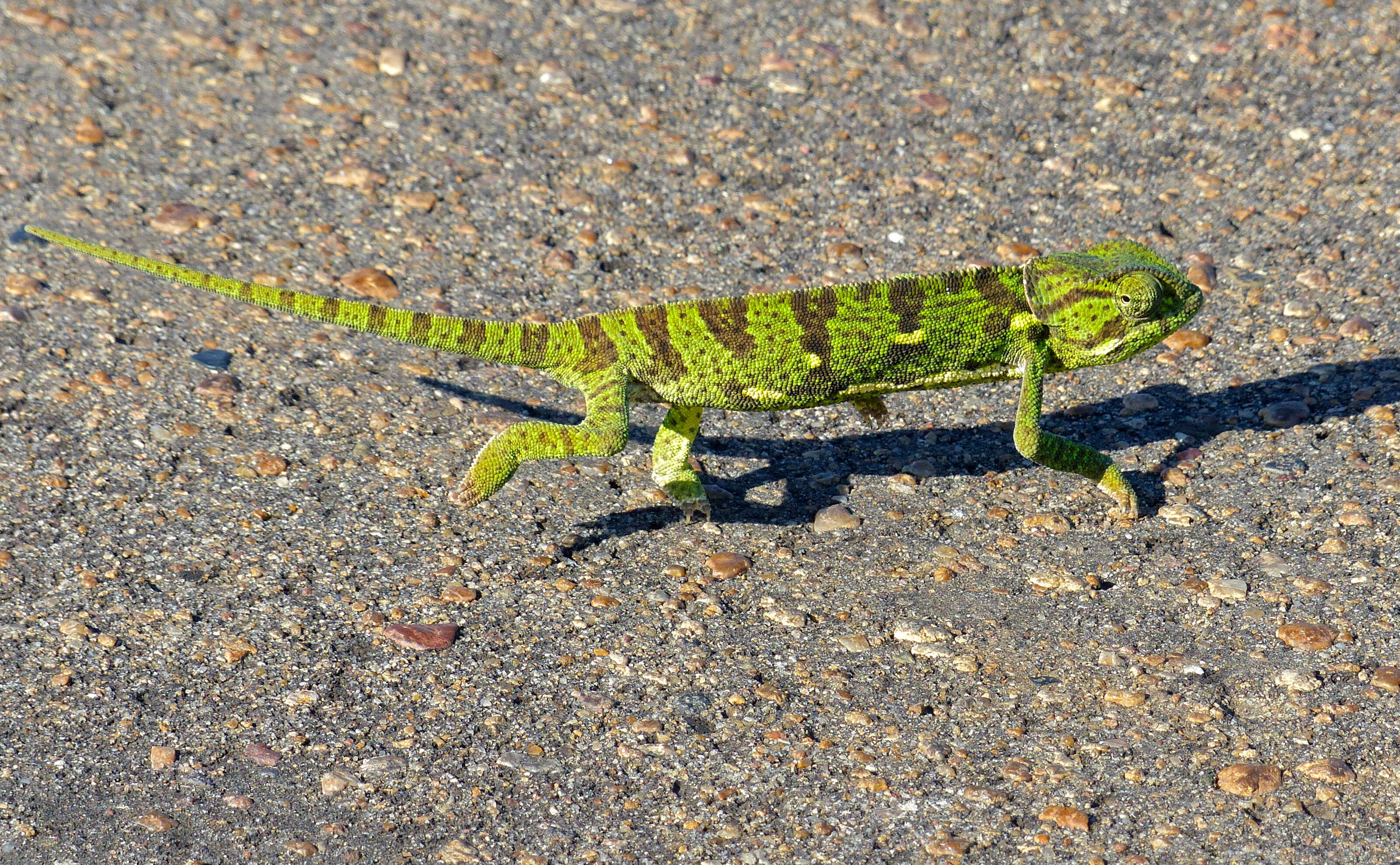 Image of Common African Flap-necked Chameleon