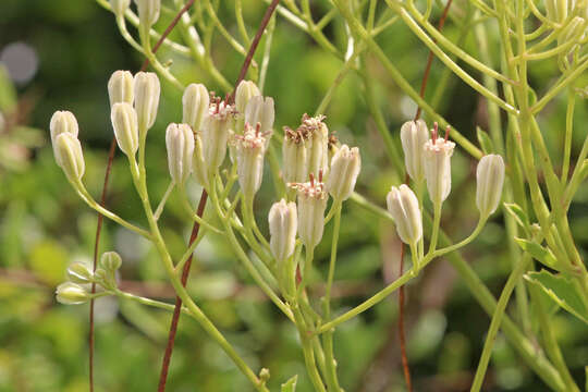 Image of Florida Indian plantain