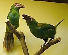 Image of Crimson-rumped Toucanet