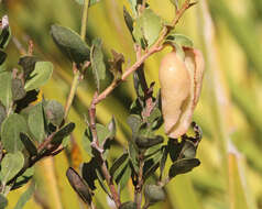 Exobasidium ferrugineae Minnis, A. H. Kenn. & N. A. Goldberg 2012 resmi