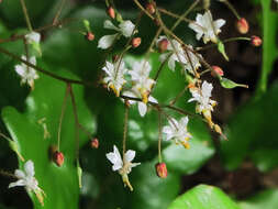 Image of redwood insideout flower