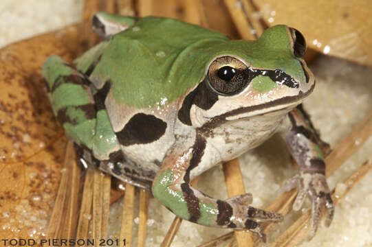 Image of Ornate Chorus Frog