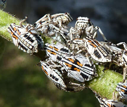 Image of Aetalion reticulatum (Linnaeus 1758)