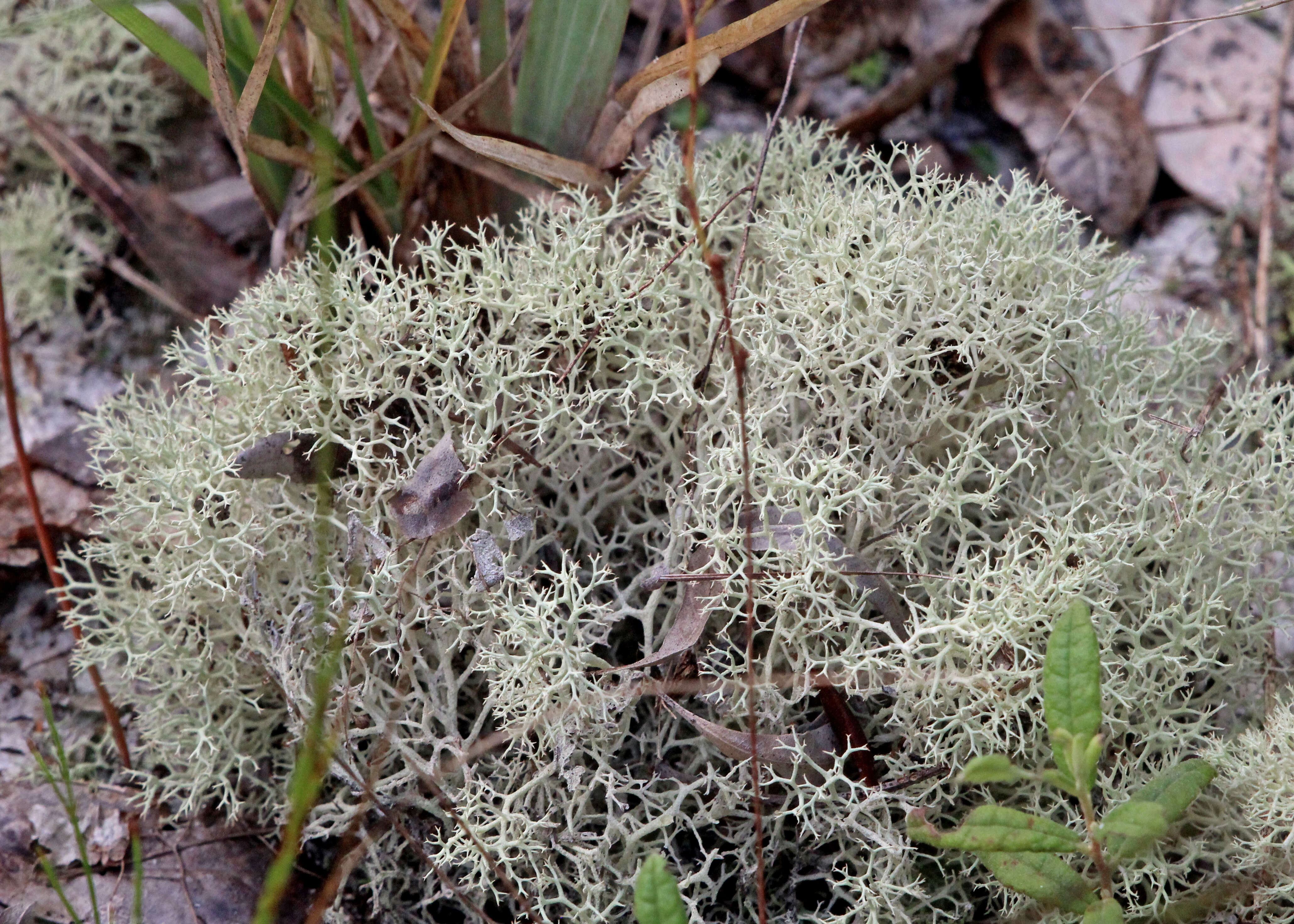 Image of reindeer lichen