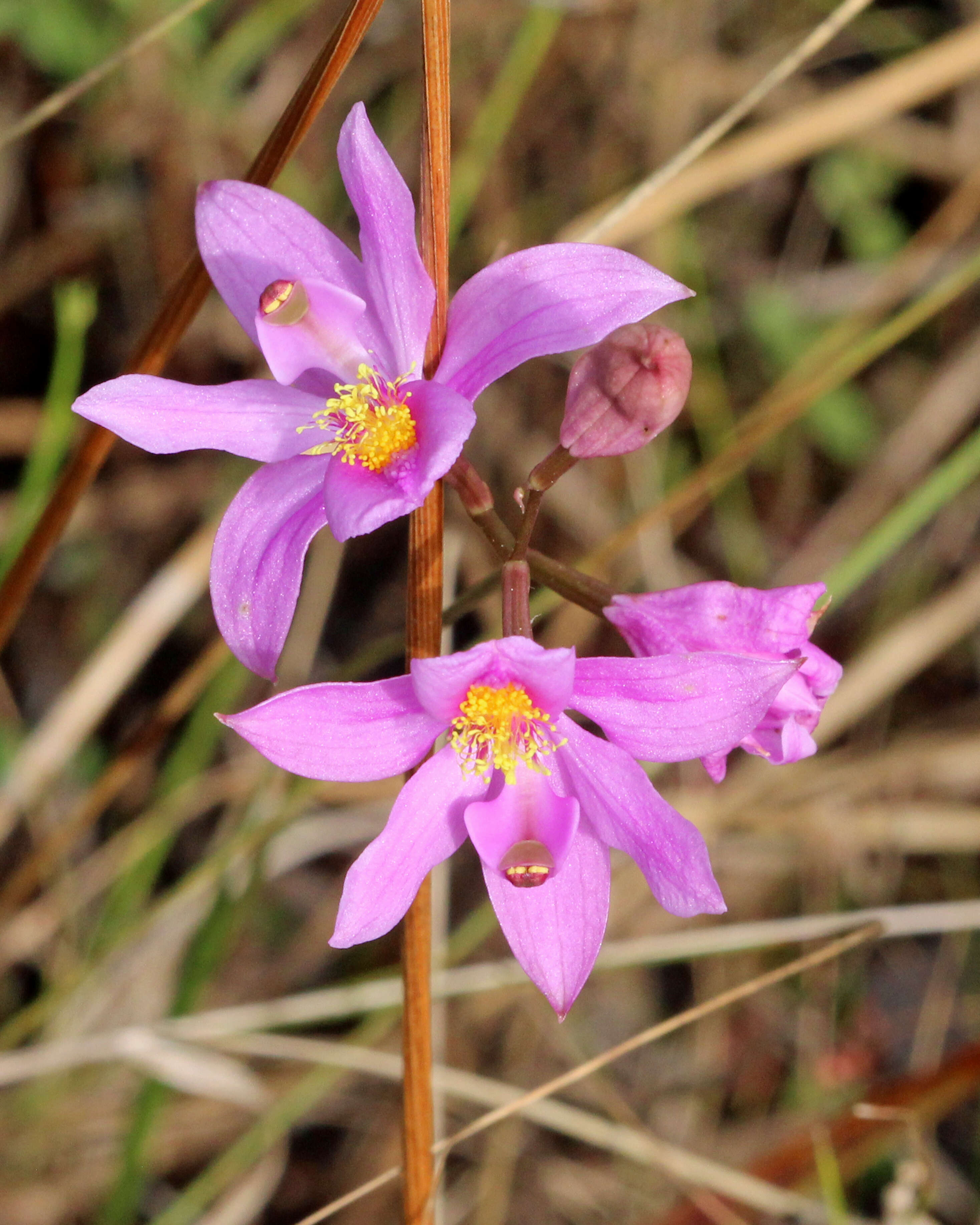 Image of Bearded grass-pink