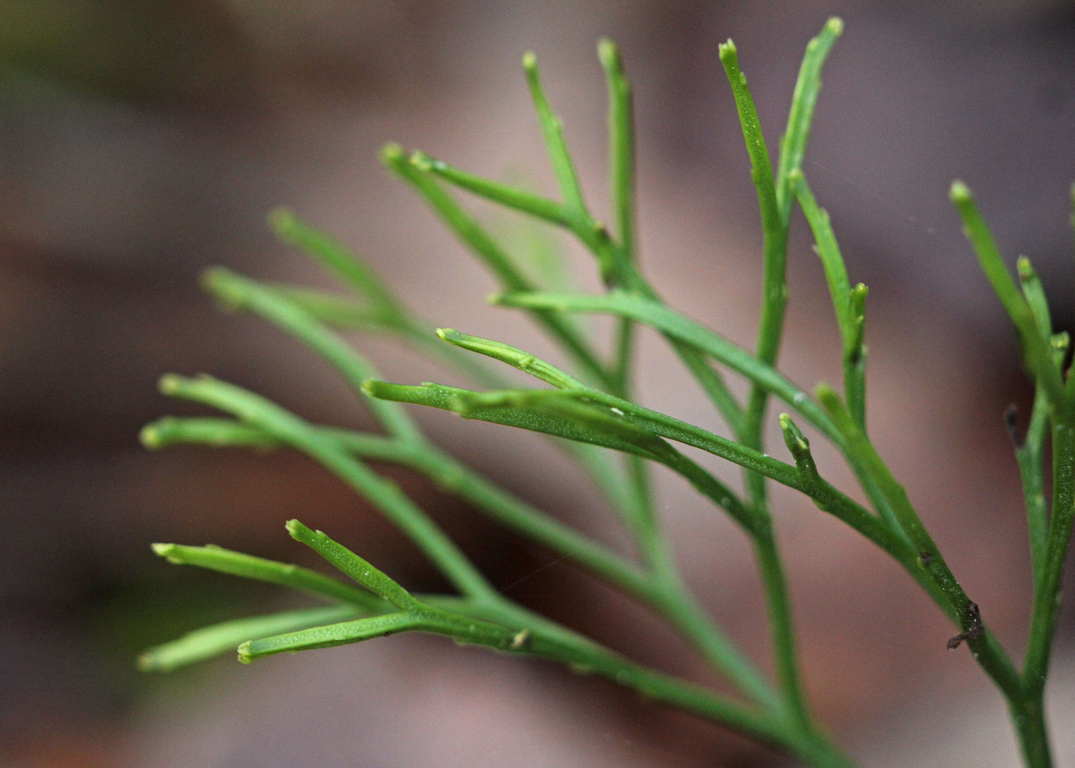 Image of whisk fern