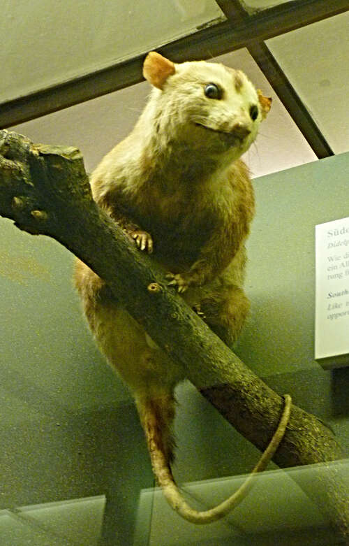 Image of White-eared Opossum