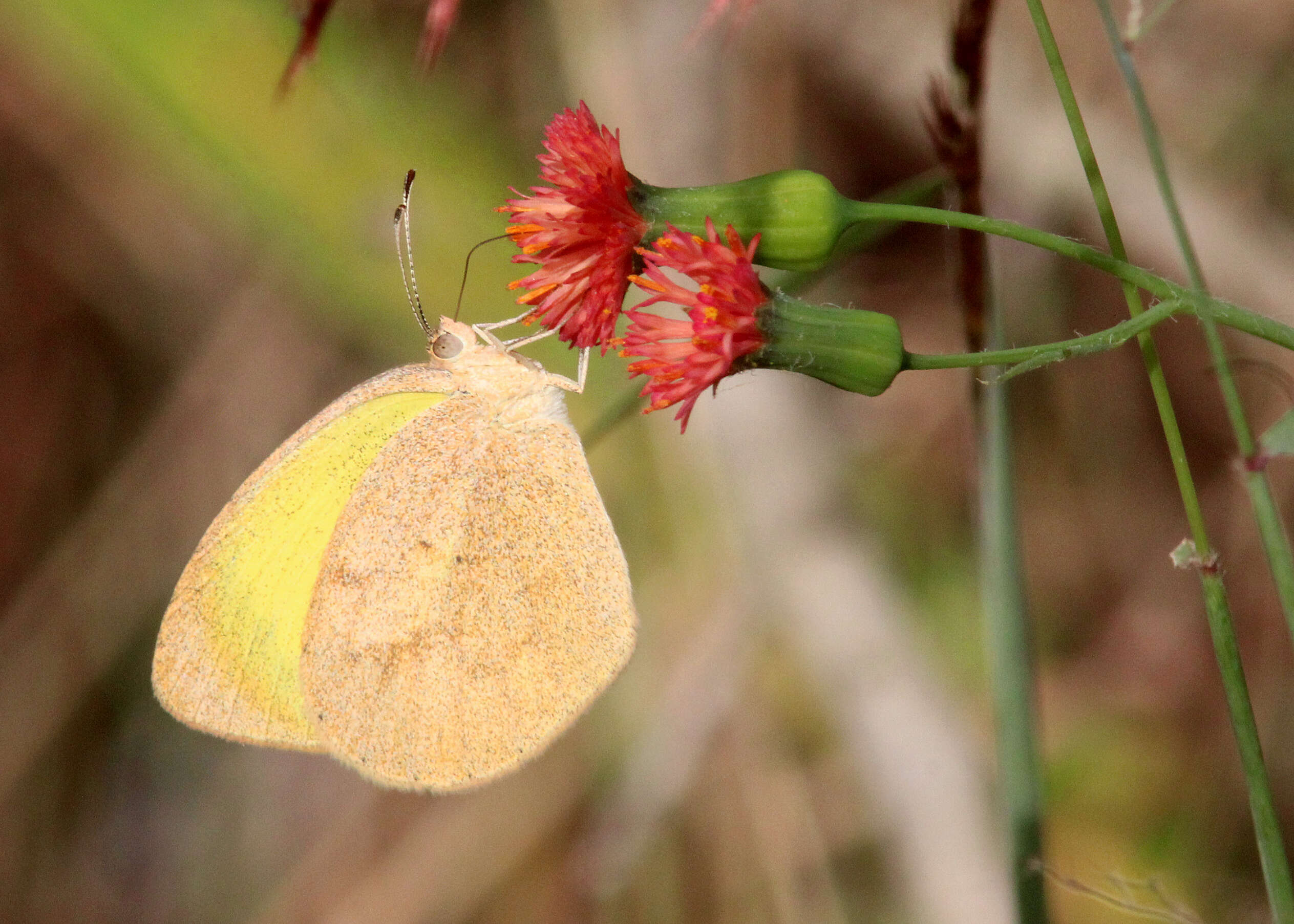 Image of Barred Yellow