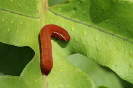 Image of Florida Fern Moth