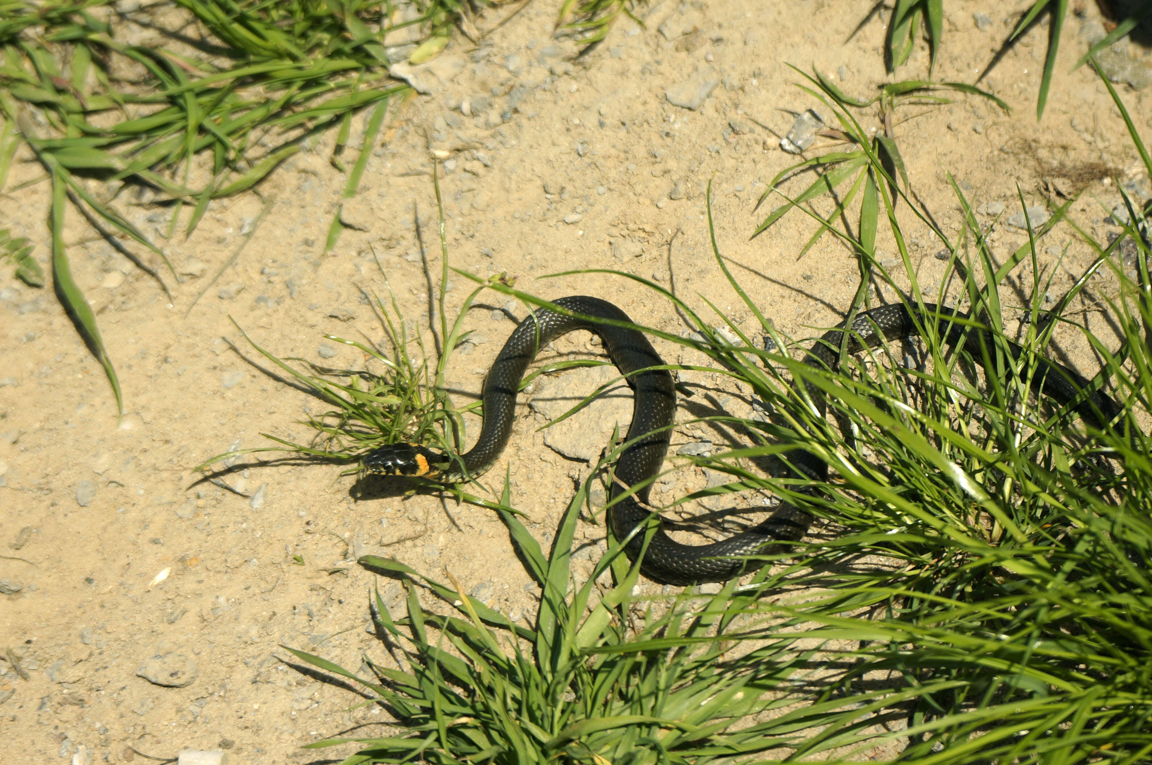 Image of Grass Snake