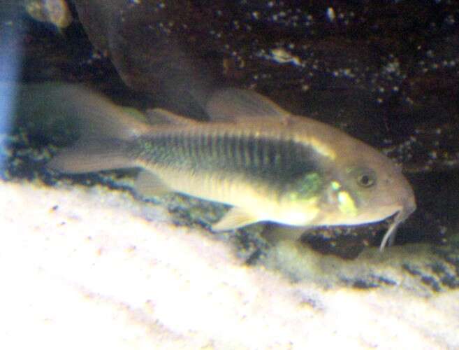 Imagem de Corydoras aeneus (Gill 1858)