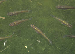 Image of Eastern Mosquitofish