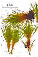 Image of brittle swan-neck moss