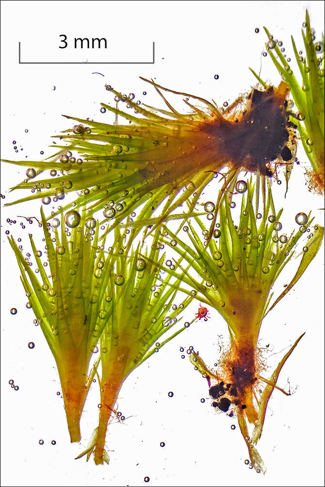 Image of brittle swan-neck moss