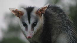 Image of White-eared Opossum