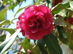 Слика од Camellia japonica L.