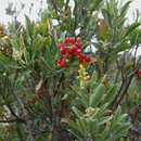 Image of Chenopodium baccatum subsp. baccatum