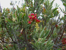 Sivun Chenopodium baccatum subsp. baccatum kuva