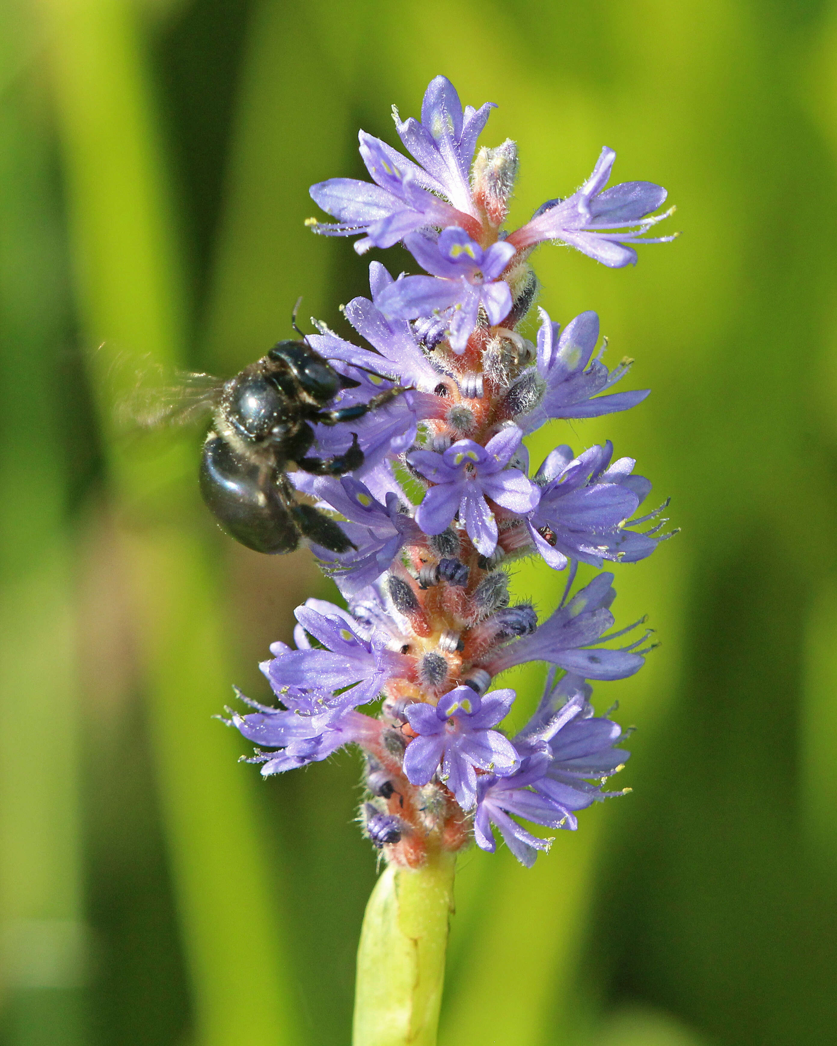 Image of Southern Carpenter Bee