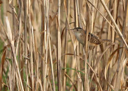 Image of Grass Wren