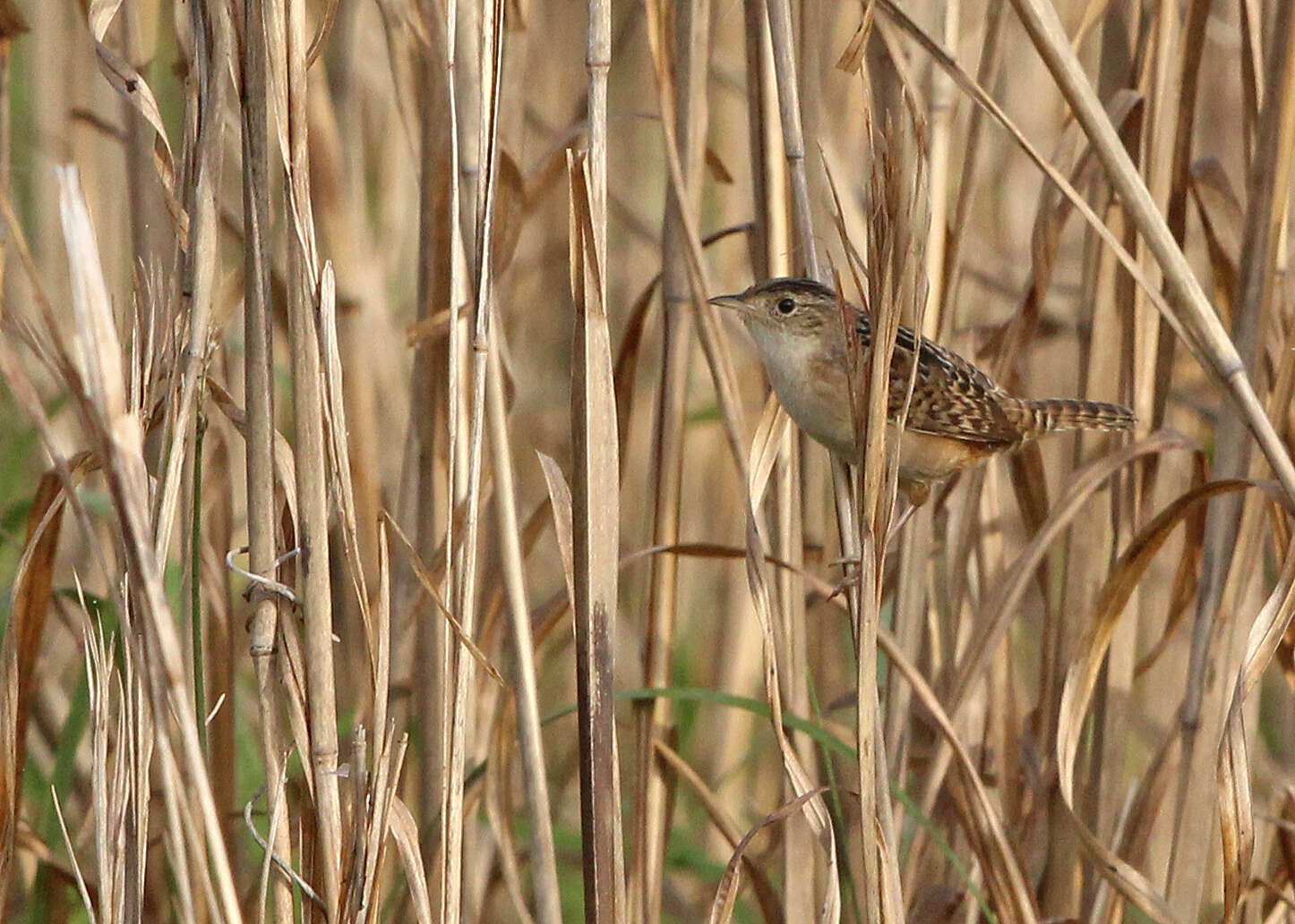 Image of Grass Wren