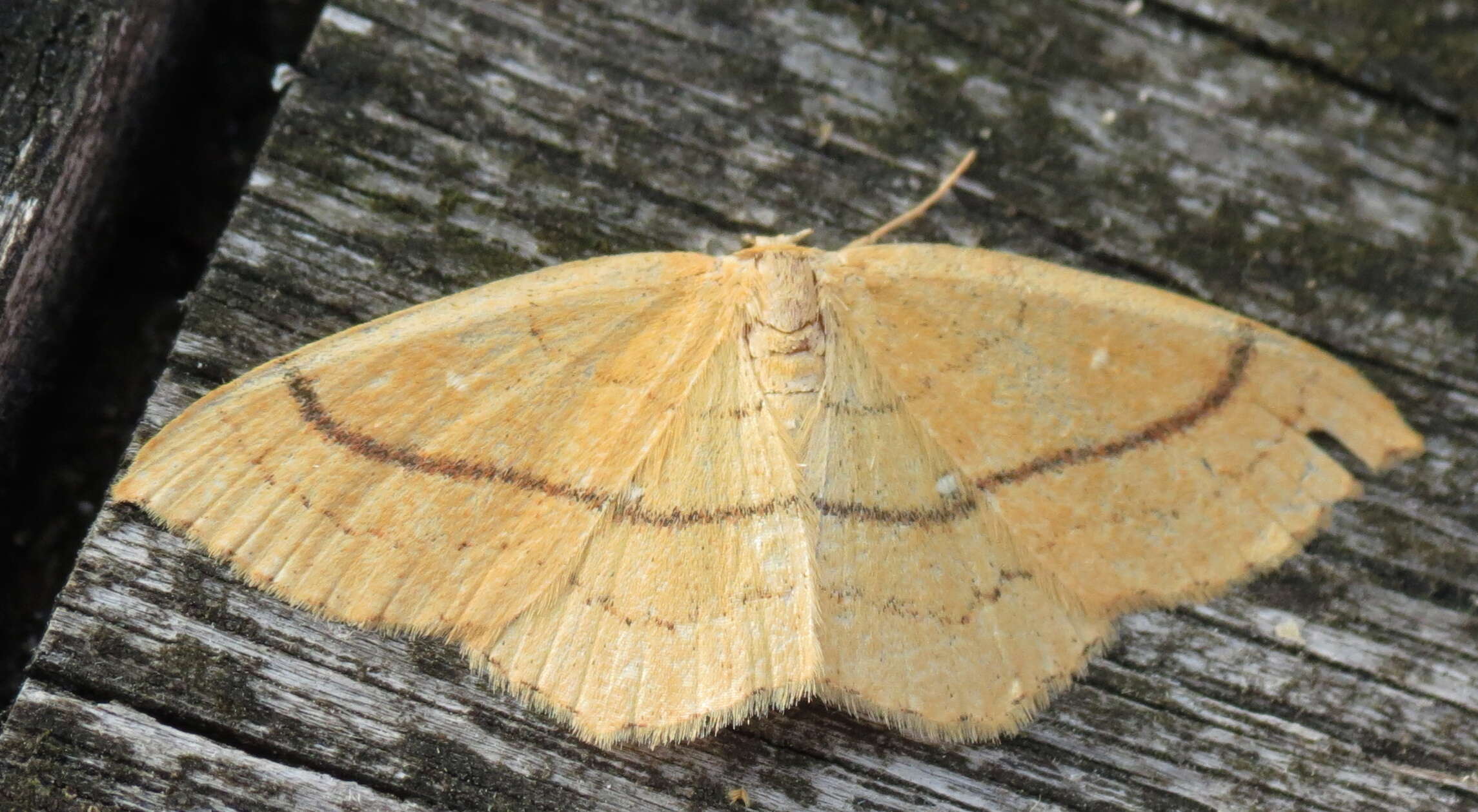 Cyclophora linearia Hübner 1798 resmi