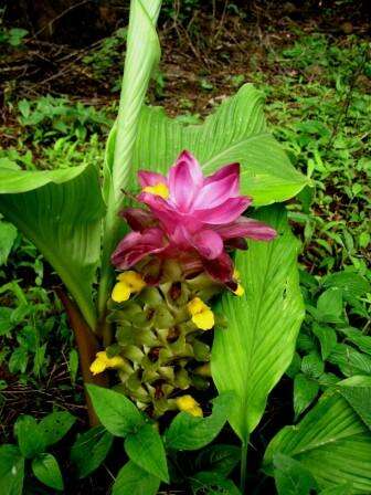 Image de Curcuma pseudomontana J. Graham