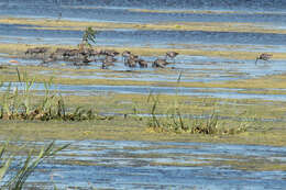 Image of Long-billed Dowitcher