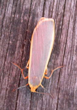 Image of common footman